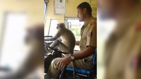 ಮಂಗನ ಕೈಗೆ ಸ್ಟೀರಿಂಗ್ ಕೊಟ್ಟು ಕೆಲಸ ಕಳ್ಕೊಂಡ ಡ್ರೈವರ್