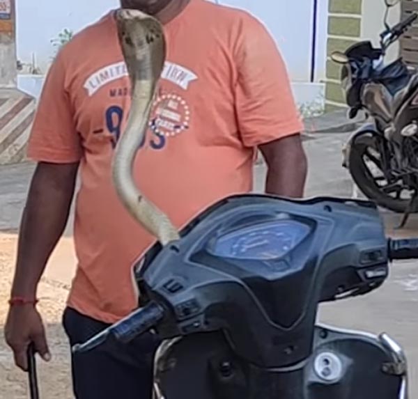 ಸ್ಕೂಟರ್ ಹೆಡ್ಲ್ಯಾಂಪ್ನಲ್ಲಿದ್ದ ಹಾವು ಹೊರಬಂದಿದ್ದು ಹೇಗೆ ಗೊತ್ತಾ?