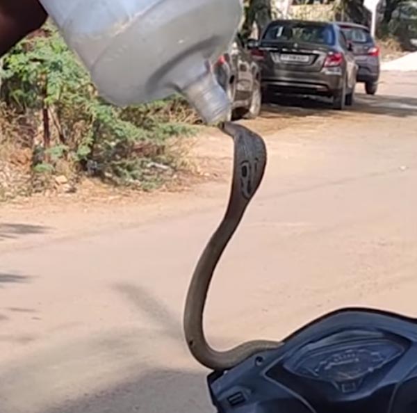 ಸ್ಕೂಟರ್ ಹೆಡ್ಲ್ಯಾಂಪ್ನಲ್ಲಿದ್ದ ಹಾವು ಹೊರಬಂದಿದ್ದು ಹೇಗೆ ಗೊತ್ತಾ?