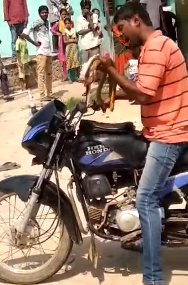ಎಣ್ಣೆ ಮತ್ತಿನಲ್ಲಿ ಸ್ನ್ಯಾಕ್ಸ್ ಬದಲು ಸ್ನೇಕ್ ತಿಂದ ಭೂಪ..!
