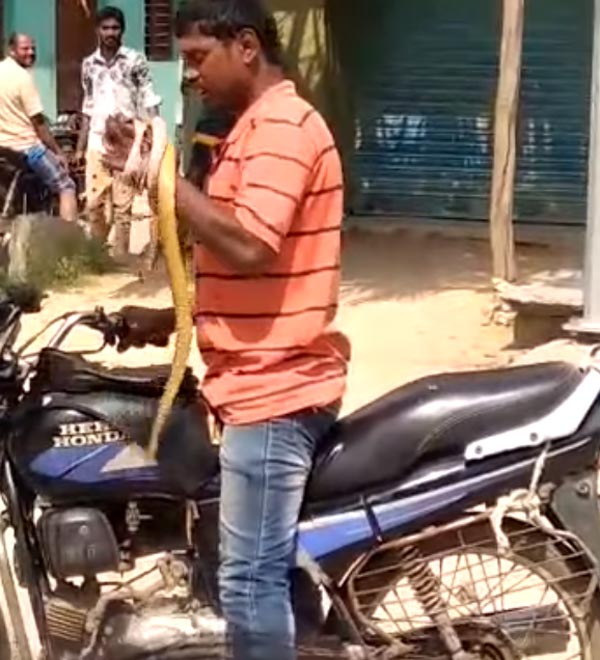 ಎಣ್ಣೆ ಮತ್ತಿನಲ್ಲಿ ಸ್ನ್ಯಾಕ್ಸ್ ಬದಲು ಸ್ನೇಕ್ ತಿಂದ ಭೂಪ..!