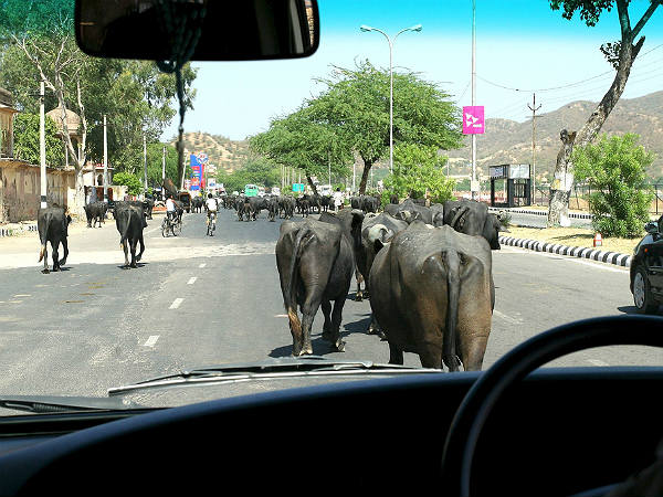 ವಾಹನ ಚಾಲಕರೇ ಗಮನಿಸಿ: ಖಾಲಿ ರಸ್ತೆಯಲ್ಲಿ ವೇಗವಾಗಿ ಚಲಿಸುವ ಮುನ್ನ ಎಚ್ಚರ