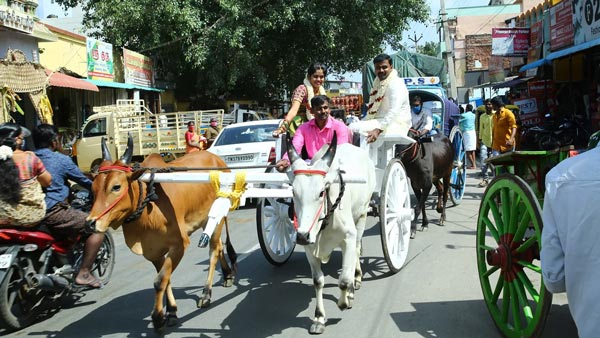 ಮದುವೆ ಮೆರವಣಿಗೆಗೆ ಎತ್ತಿನ ಗಾಡಿ ಬಳಸಿದ ನವ ದಂಪತಿ